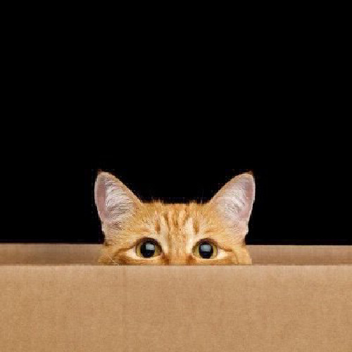 Delivery Cat token logo